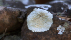 Lichens on Post Box 6