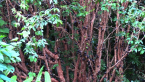 Jaboticaba Tree