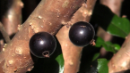 Jaboticaba Tree