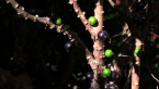 Jaboticaba Tree