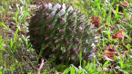 Bunya Pine Cone
