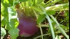 Veggie Garden 5