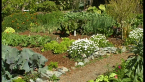 Veggie Garden 1