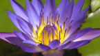 Blue Water Lily