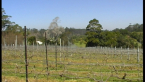 Winery