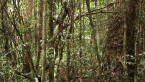 Palm Grove 10