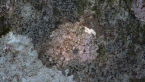 Joalah Rock 5