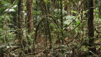 Vine Thicket 1