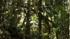 Vine Thicket 2