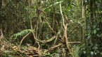 Palm Grove 4