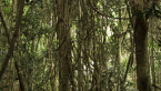 Palm Grove 5