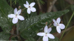 Rainforest Flowers