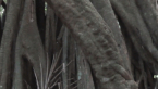 Giant Vine