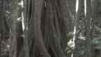 Giant Vine