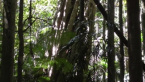 Strangler Fig Tree