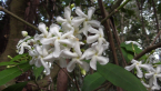 Banana Bush