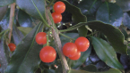 Brush Mistletoe
