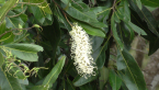 Ivory Curl Tree
