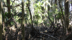 Aftermath of Cyclone Alfred