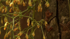 Great Climbing Orchid