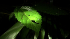 Shiny-leaved Stinging Tree