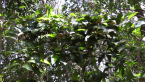 Richmond Birdwing Butterfly Vine