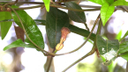Richmond Birdwing Butterfly Vine Flower 1