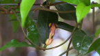 Richmond Birdwing Butterfly Vine Flower 2