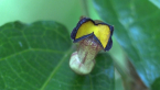 Richmond Birdwing Butterfly Vine Flower 3