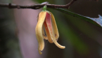 Rainforest Plant - Flower