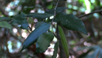 Rainforest Plant - Leaves