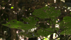 Giant Stinging Tree