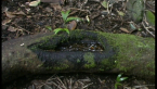 Micro Habitat