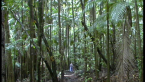 Understorey