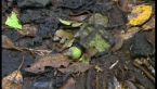 Forest Floor 2