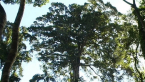 Giant Strangler Fig Tree