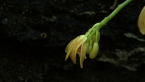 Great Climbing Orchid