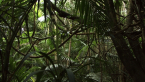 Flamboyant Vines