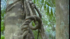 Knotted Vine