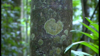 Lichen on Tree
