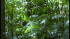 Palms