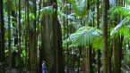 Figure in forest