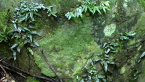 Detail of a Rainforest Rock