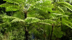 Tree Ferns