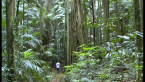Rainforest Scene