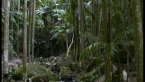 Creek Scenery