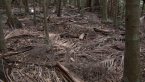 Forest Floor 1