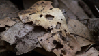 Forest Floor 3