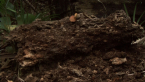 Forest Floor 4