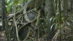 Rainforest Scene